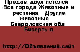 Продам двух нетелей - Все города Животные и растения » Другие животные   . Свердловская обл.,Бисерть п.